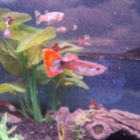 Vente de guppys males et femelles #6