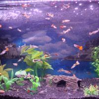 Vente de guppys males et femelles #7