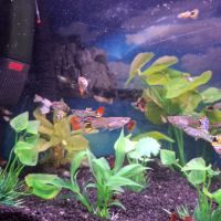 Vente de guppys males et femelles #8
