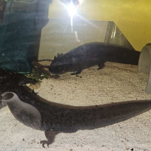 Don axolotl adulte noir + aquarium et matériel com #3