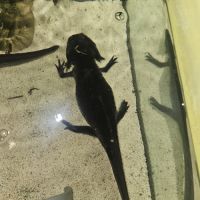 Don axolotl adulte noir + aquarium et matériel com