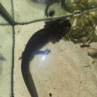 Don axolotl adulte noir + aquarium et matériel com #2