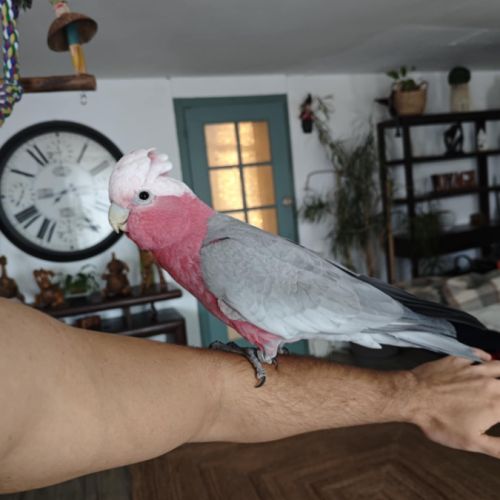 Cacatoes rosalbin #1