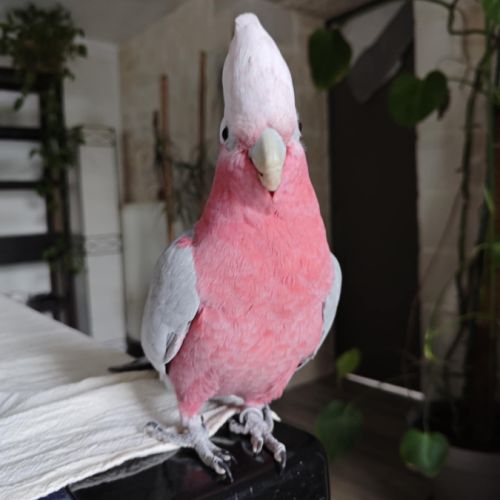 Cacatoes rosalbin #3