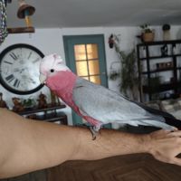 Cacatoes rosalbin #1