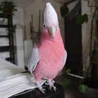 Cacatoes rosalbin #3