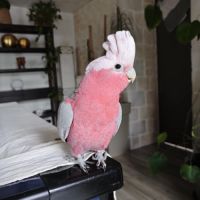 Cacatoes rosalbin #4