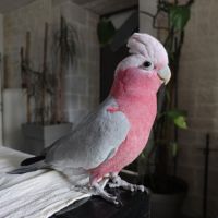 Cacatoes rosalbin #5