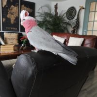 Cacatoes rosalbin #6