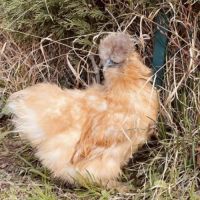 Poule de soie marron à donner