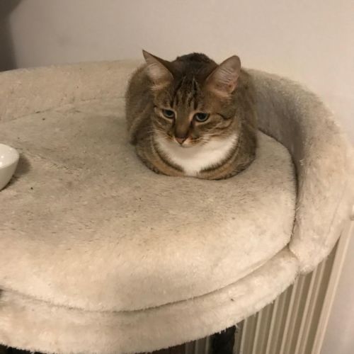 Olympe-junior craintive #3