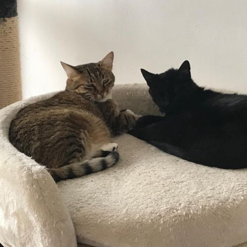 Olympe-junior craintive #4