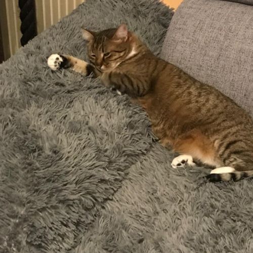 Olympe-junior craintive #7