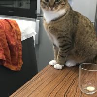 Olympe-junior craintive #1