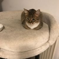 Olympe-junior craintive #3