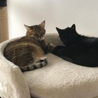 Olympe-junior craintive #4