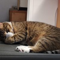 Olympe-junior craintive #8