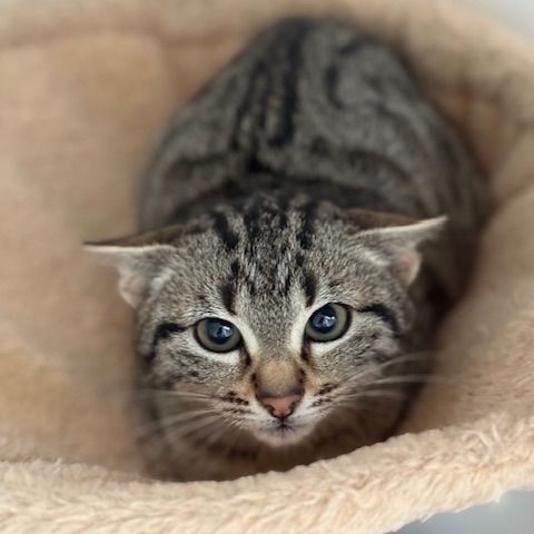 Santa-chatonne craintive #2