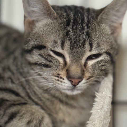 Santa-chatonne craintive #6