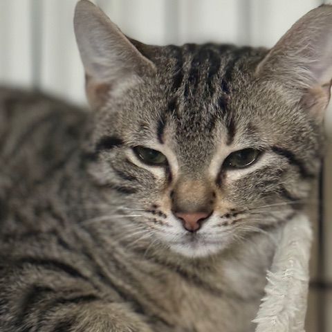 Santa-chatonne craintive