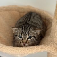 Santa-chatonne craintive #1