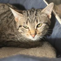 Santa-chatonne craintive