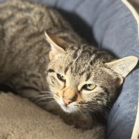 Santa-chatonne craintive #4