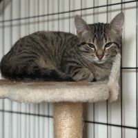 Santa-chatonne craintive #5