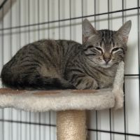 Santa-chatonne craintive #8