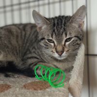 Santa-chatonne craintive #9