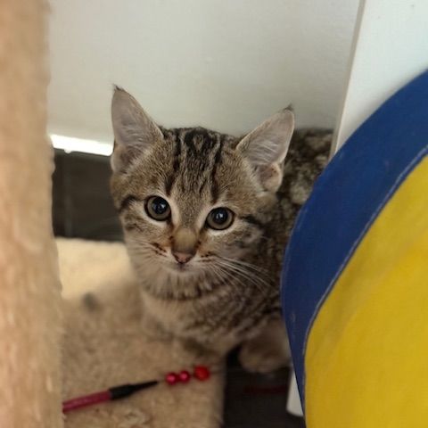 Stromaé-adoption en cours-stop formulaire #1