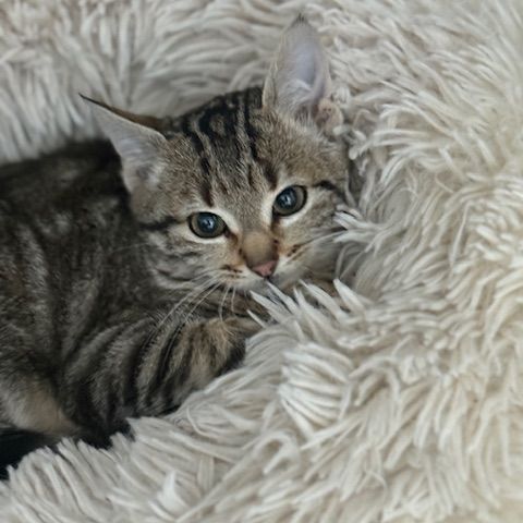 Stromaé-adoption en cours-stop formulaire #2