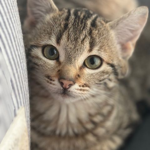 Stromaé-adoption en cours-stop formulaire #5