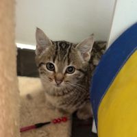 Stromaé-adoption en cours-stop formulaire #1