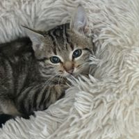 Stromaé-adoption en cours-stop formulaire #2