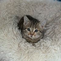 Stromaé-adoption en cours-stop formulaire #3