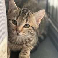 Stromaé-adoption en cours-stop formulaire