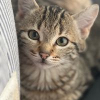 Stromaé-adoption en cours-stop formulaire #5