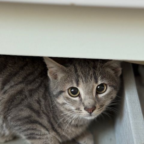 Soprano-adoption en cours-stop formulaire #1