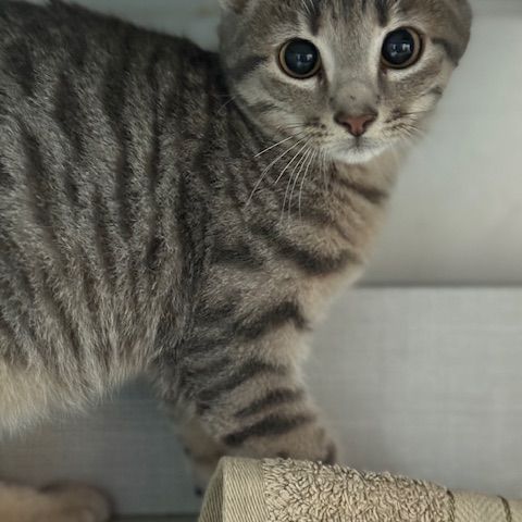 Soprano-adoption en cours-stop formulaire #2