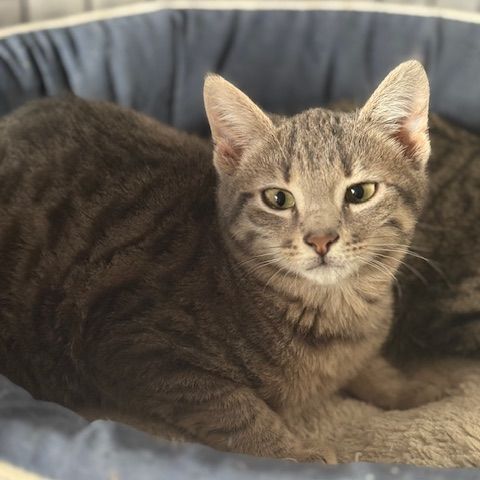 Soprano-adoption en cours-stop formulaire #3