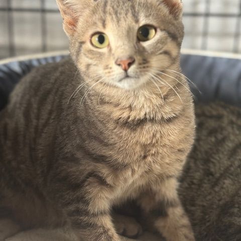 Soprano-adoption en cours-stop formulaire #4