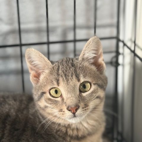 Soprano-adoption en cours-stop formulaire #6