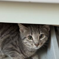 Soprano-adoption en cours-stop formulaire #1