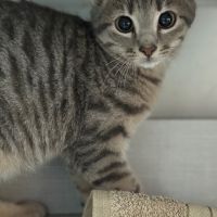 Soprano-adoption en cours-stop formulaire #2