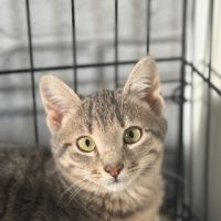 Soprano-adoption en cours-stop formulaire #6