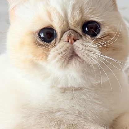 Exotic shorthair #1