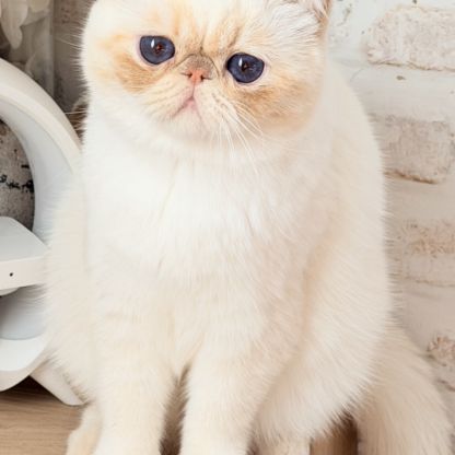 Exotic shorthair #3