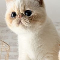 Exotic shorthair