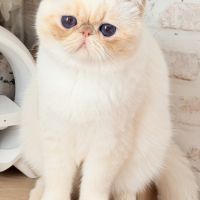 Exotic shorthair #3